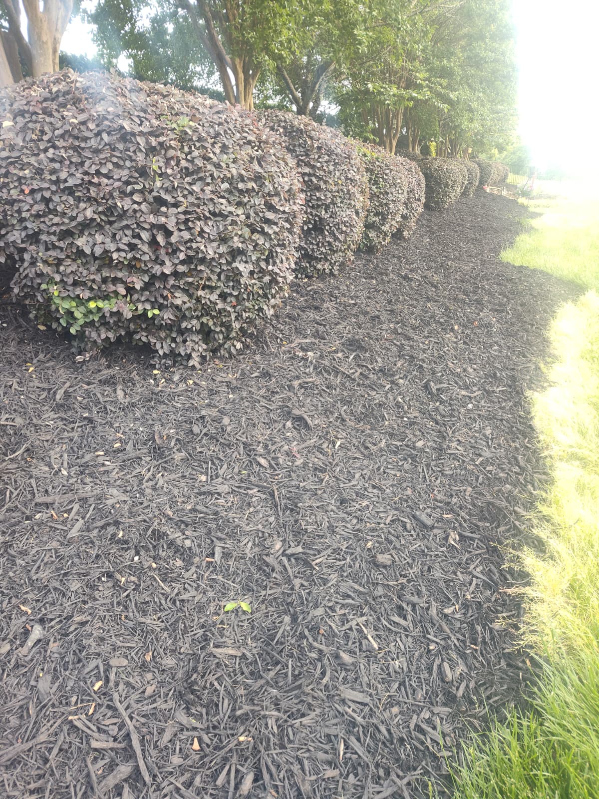 Professionally trimmed shrubs with fresh dark mulch in a landscaped bed